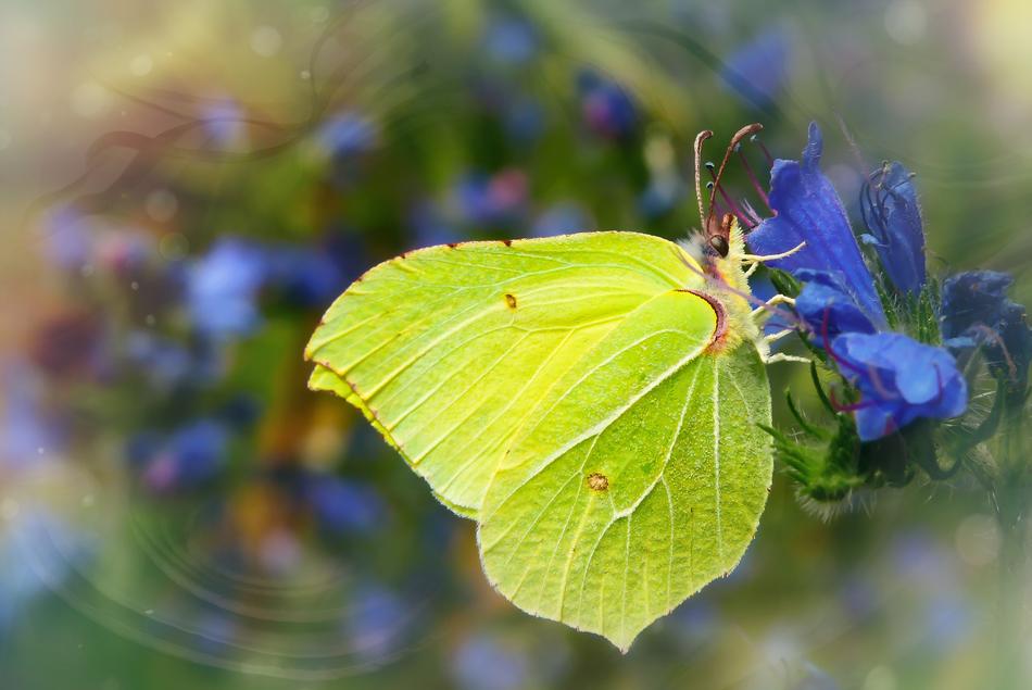 beautiful Sulphur Butterfly
