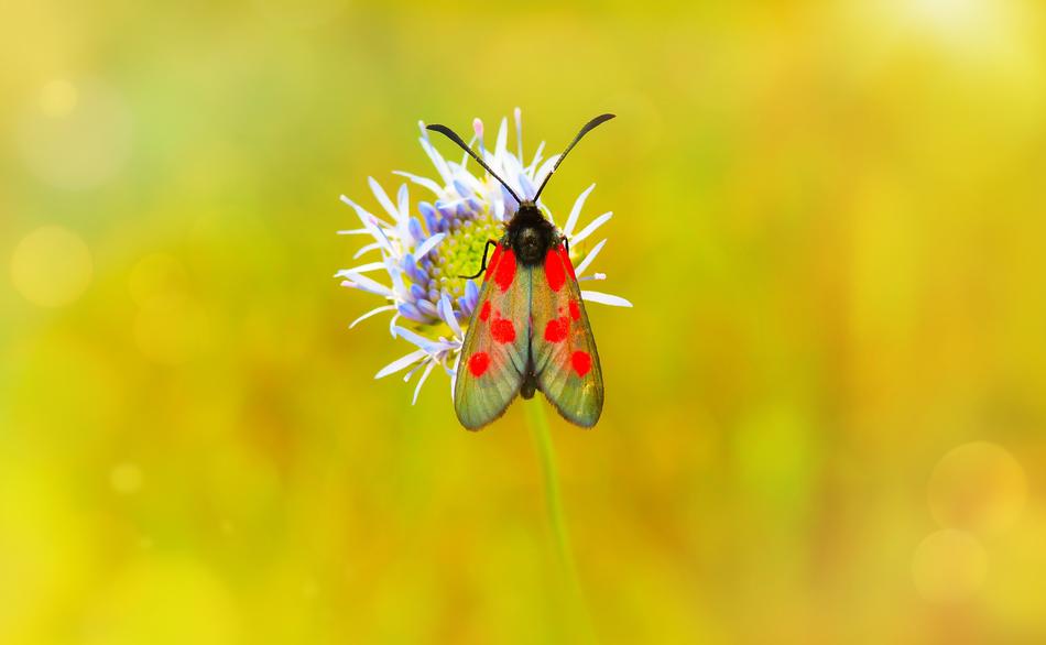 Pięcioplamek Insect