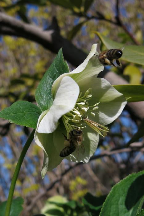 Bees Christmas Rose