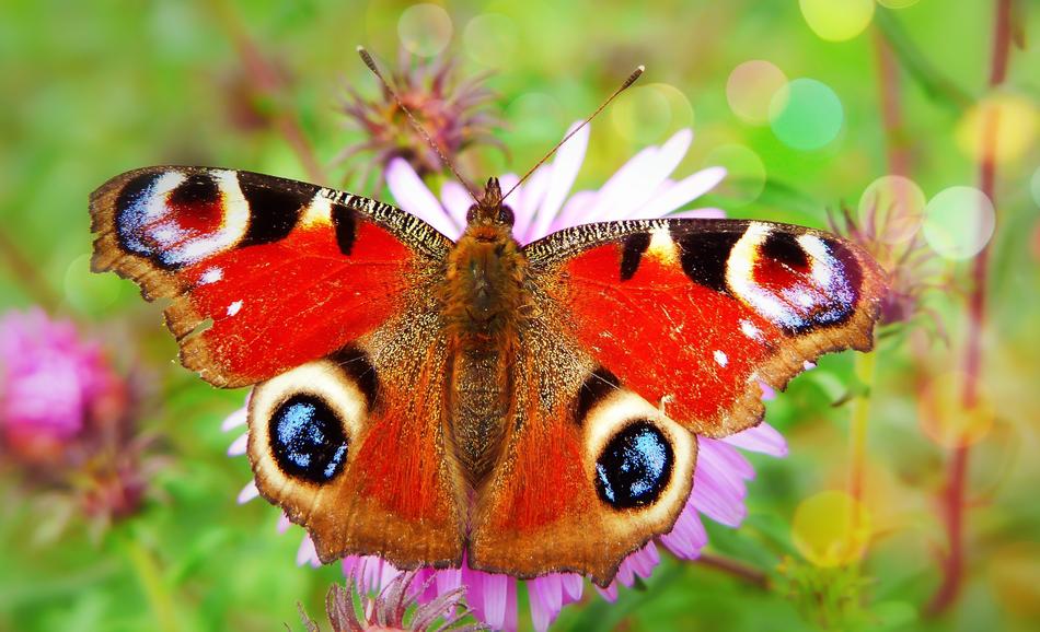 beautiful Painted Peacock Butterfly on the flower on blurred background