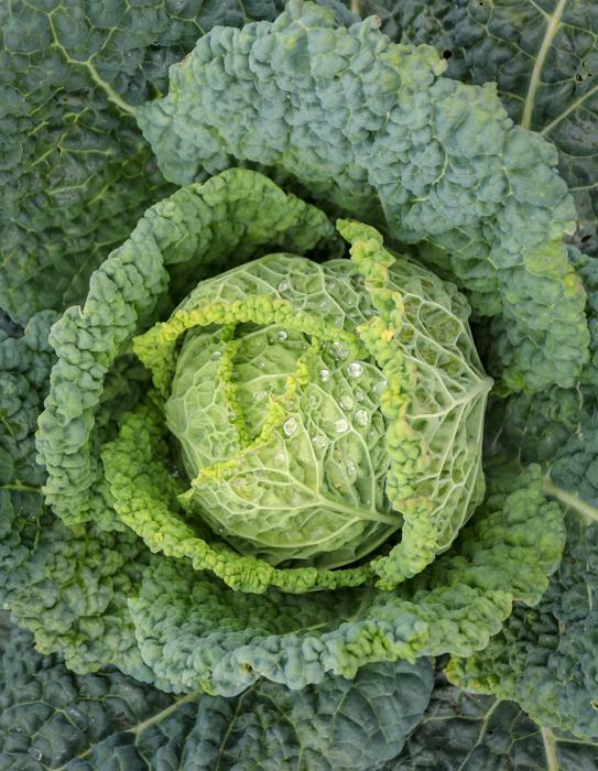 wonderful Vegetables Savoy