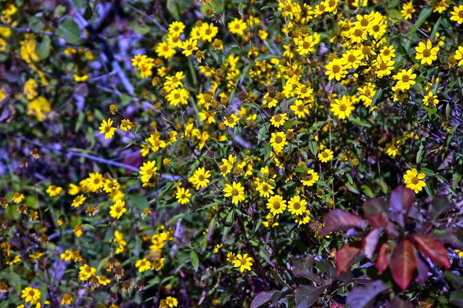 Canyon Wildflowers