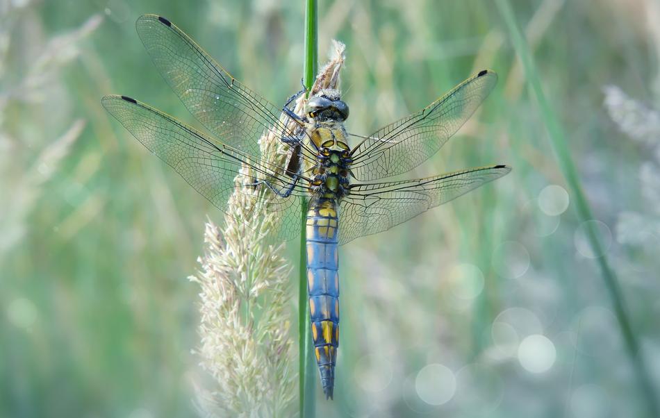 beautiful Lecicha Total Tom