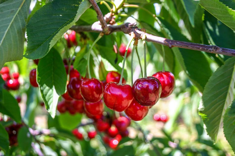 Grand Rapids Michigan Cherries on branch