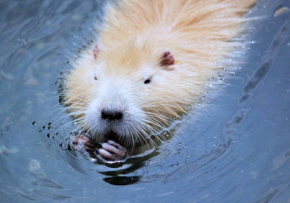 golden nutria in water close up