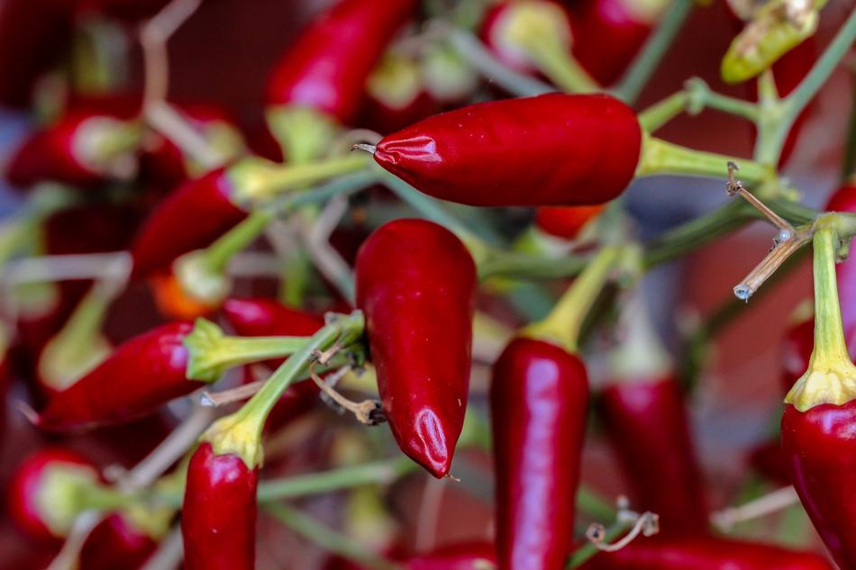 Macro photo of burgundy chili peppers