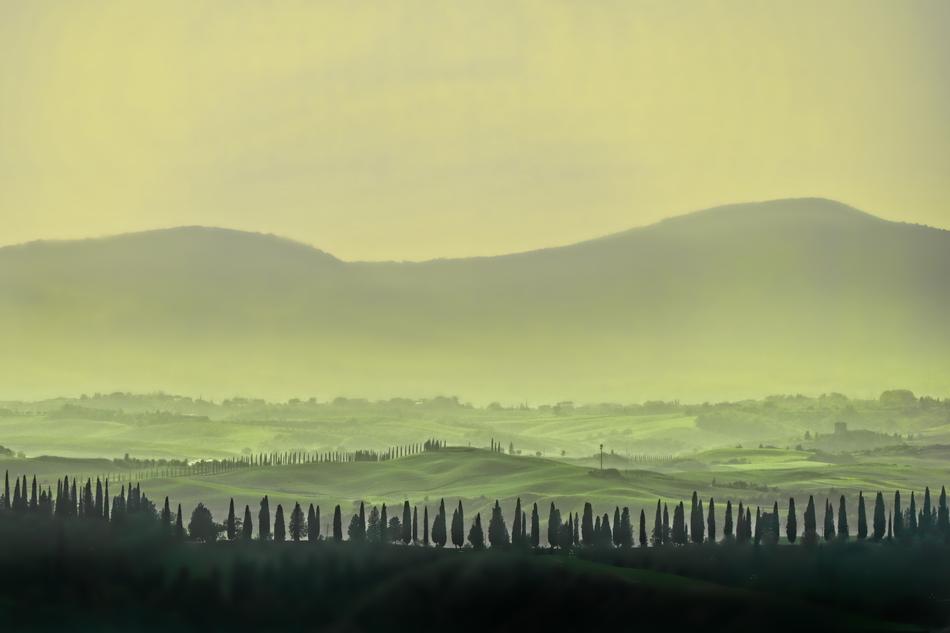 fog over the forest in the evening