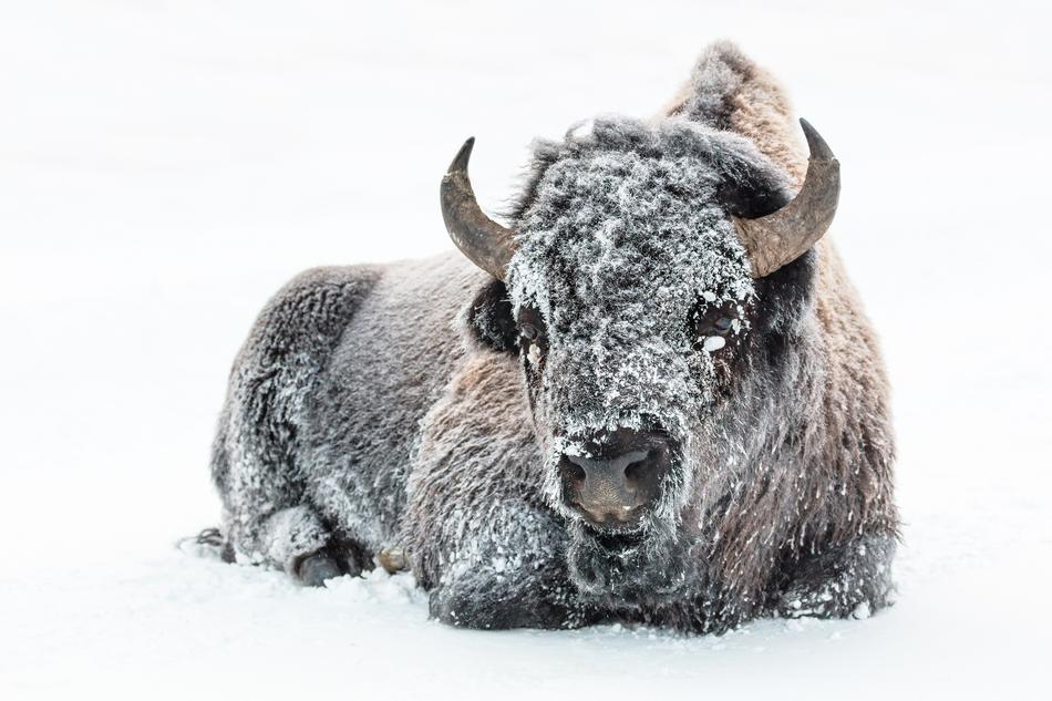 Buffalo in Snow