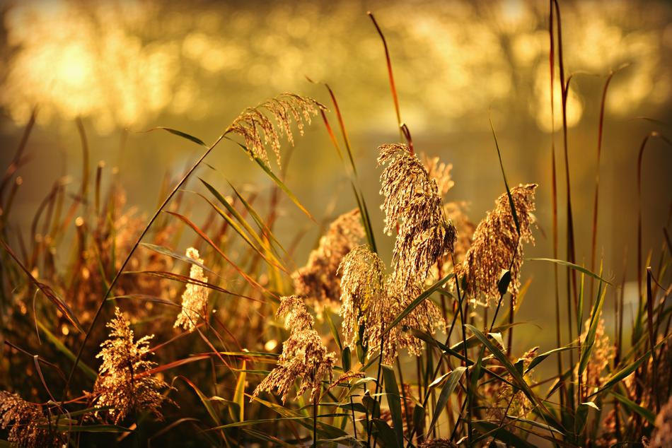 Phragmite Plant
