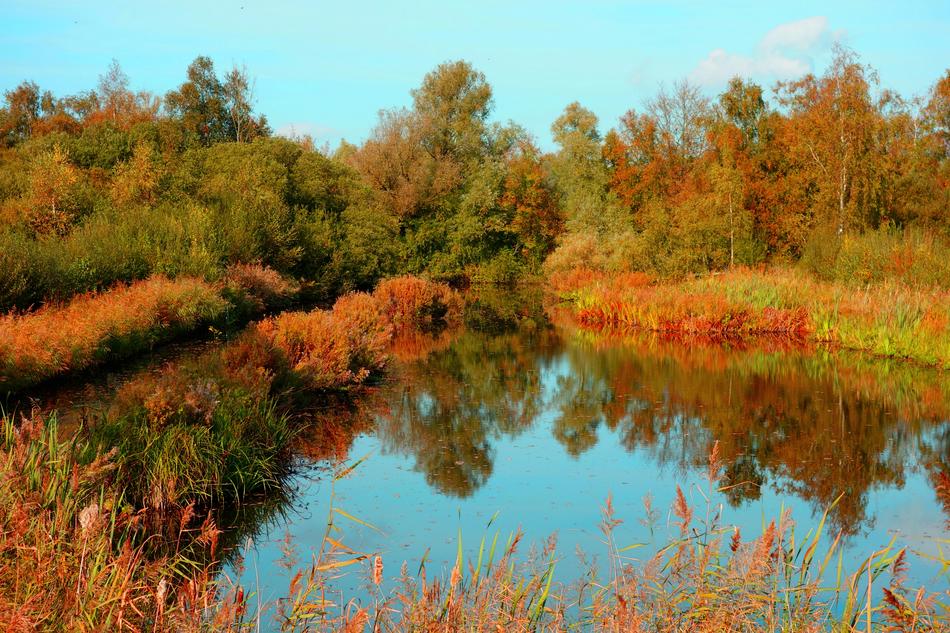 Pond in front of forest at fall, Netherlands
