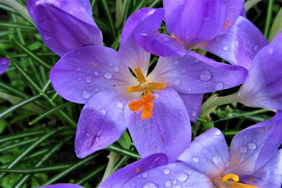 Crocus Bolplant at Rain