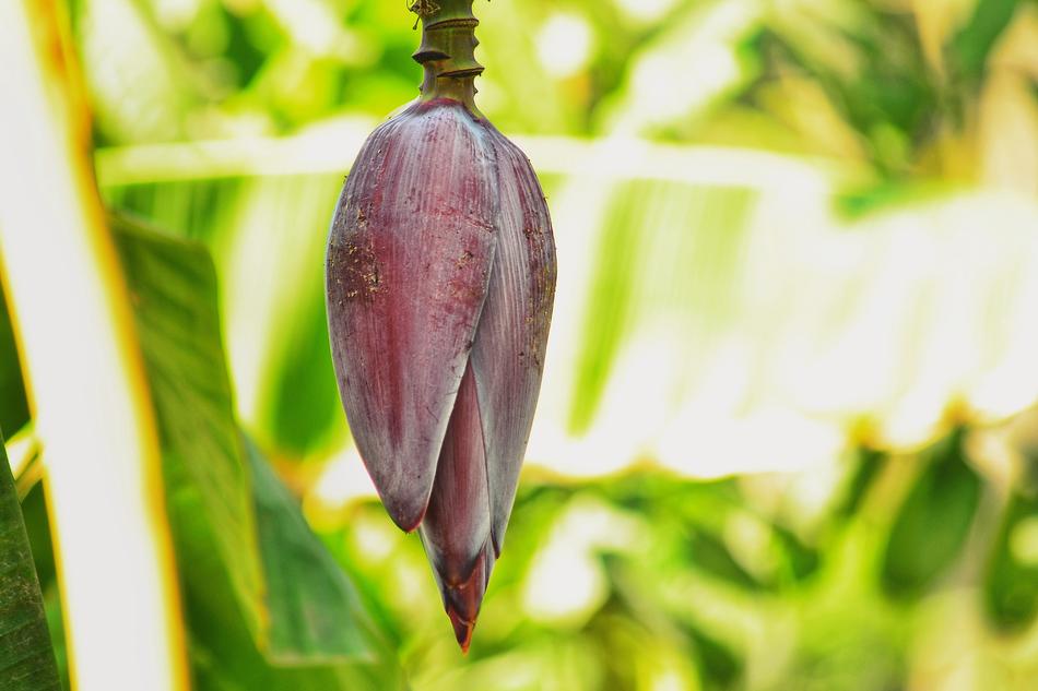 Bud Banana Fruit