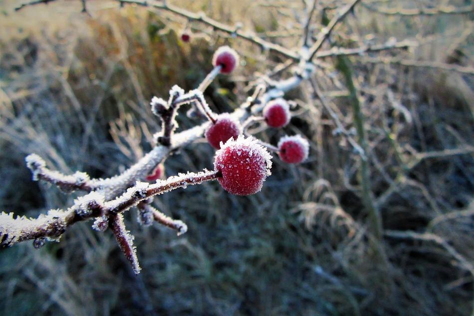 red berries on a branch in the frost with ice on them