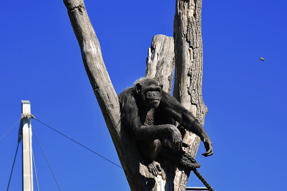 Chimpanzee sits on dry tree trunk in zoo