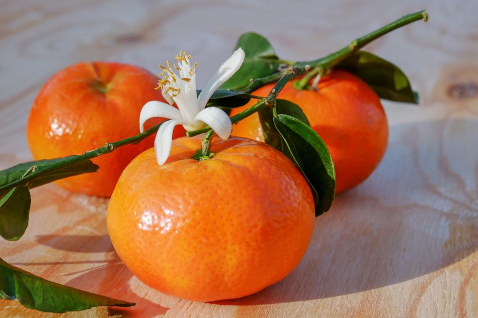 Tangerines, fruits on branch with flower