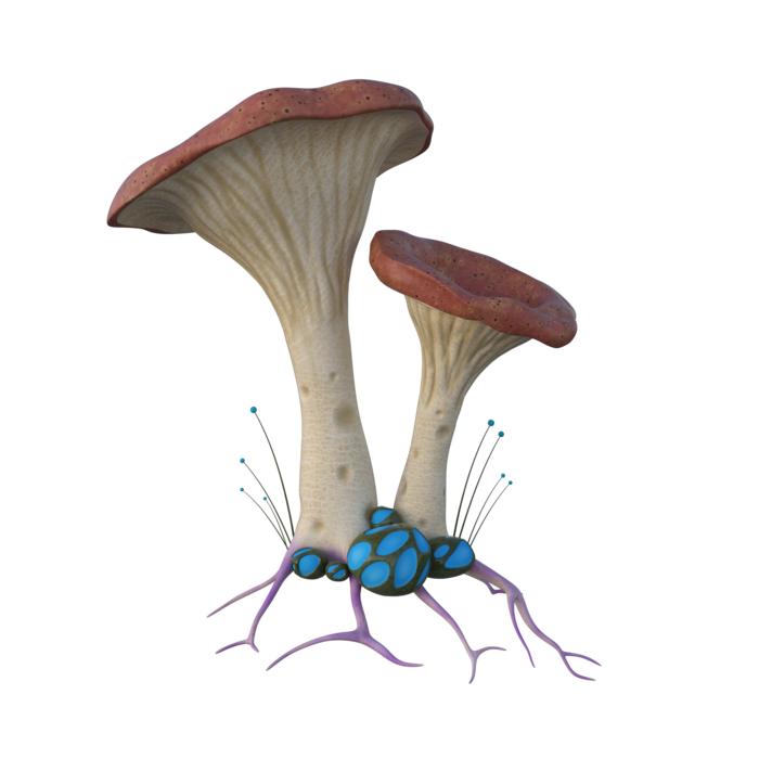 a couple of mushrooms on a white background
