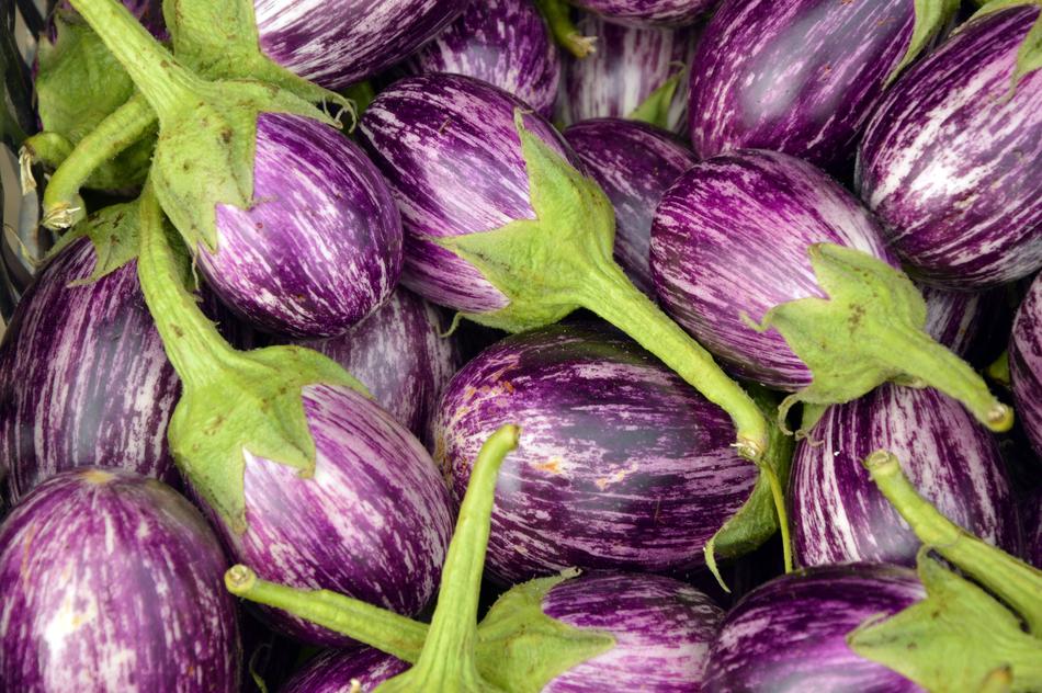 beautiful Eggplant Fruit