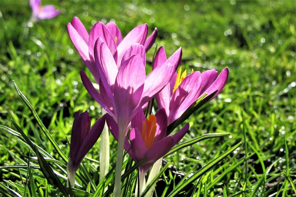 Purple Crocus at Sunlight