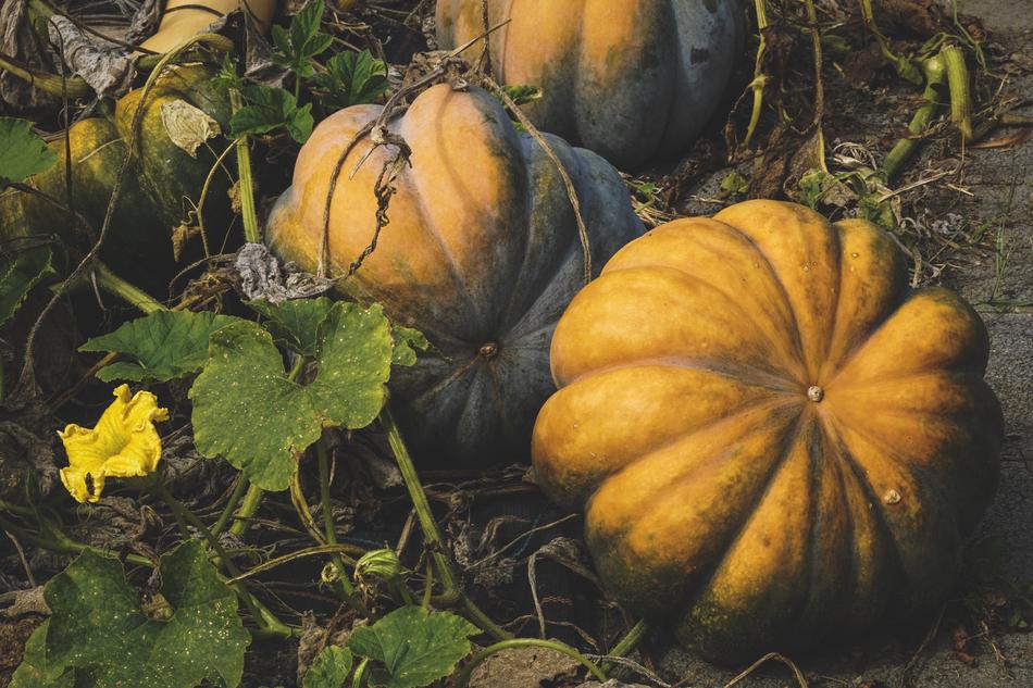 yellow pumpkins in the garden