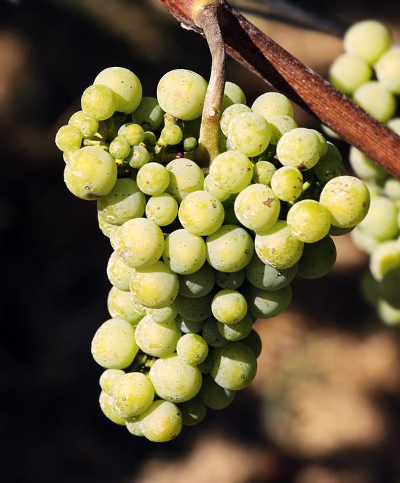 sharp green Wine Grapes on blurred background