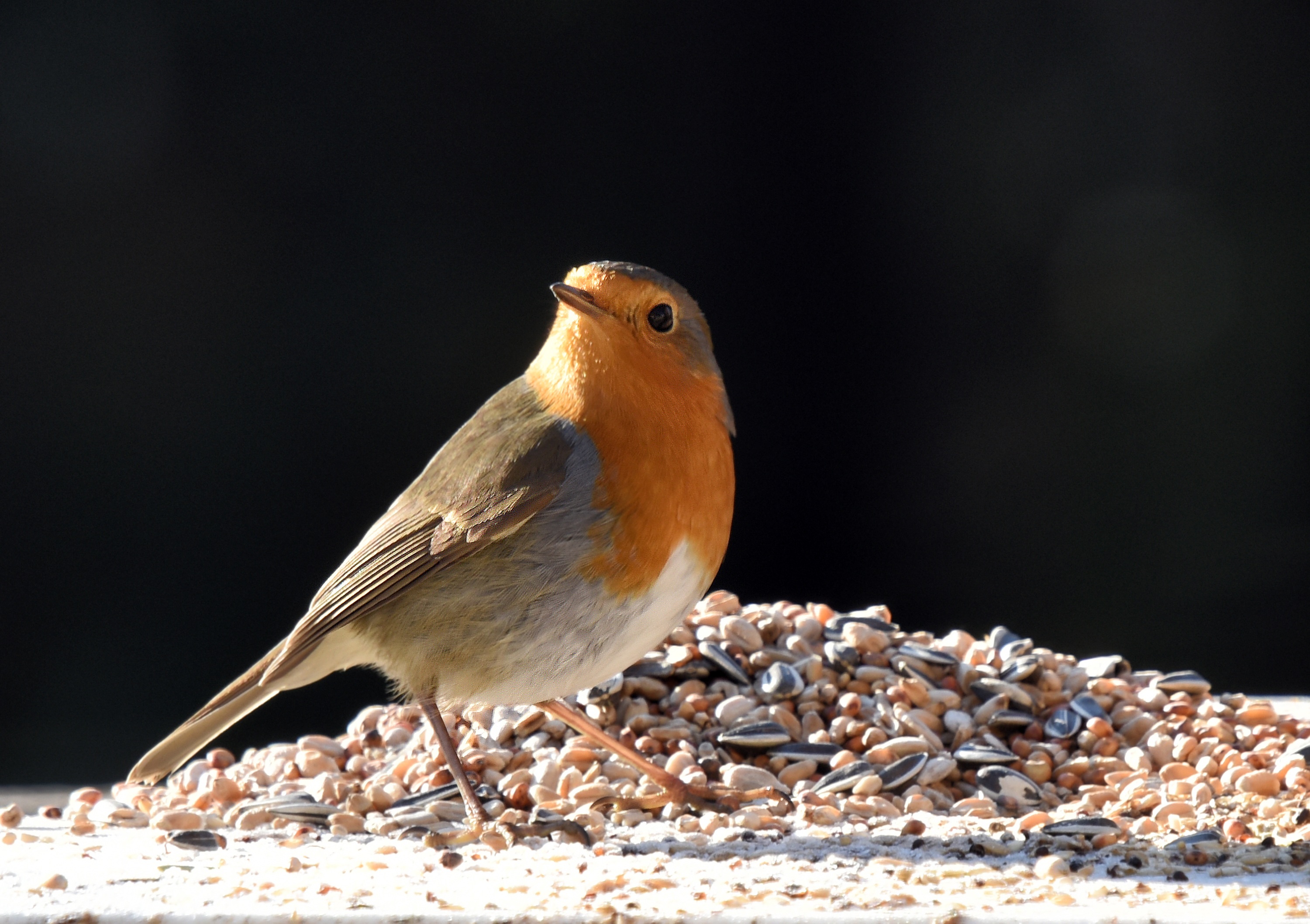 Red Bird Robin Free Image Download