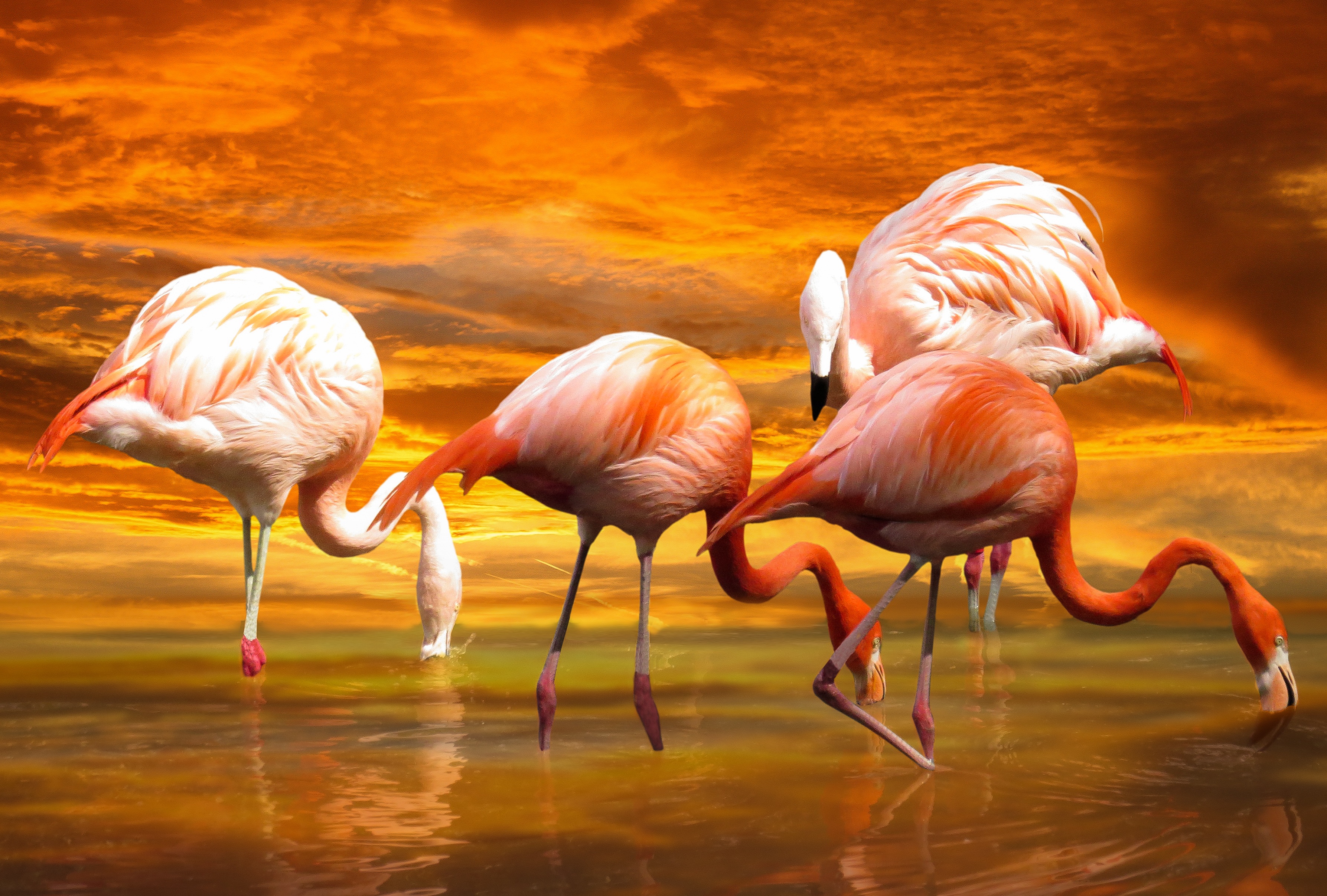 Три розовых Фламинго на закате