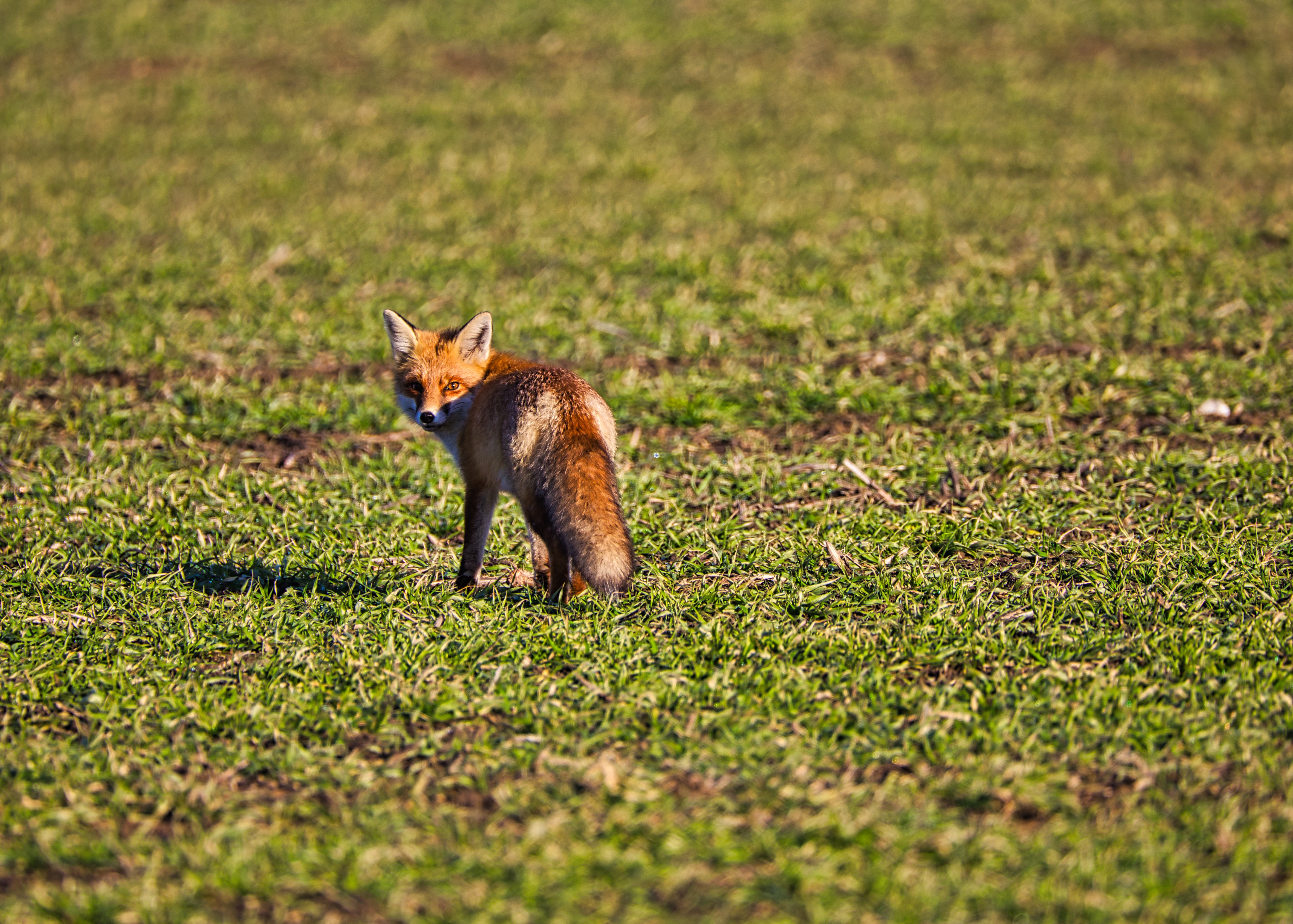 Лисица в поле