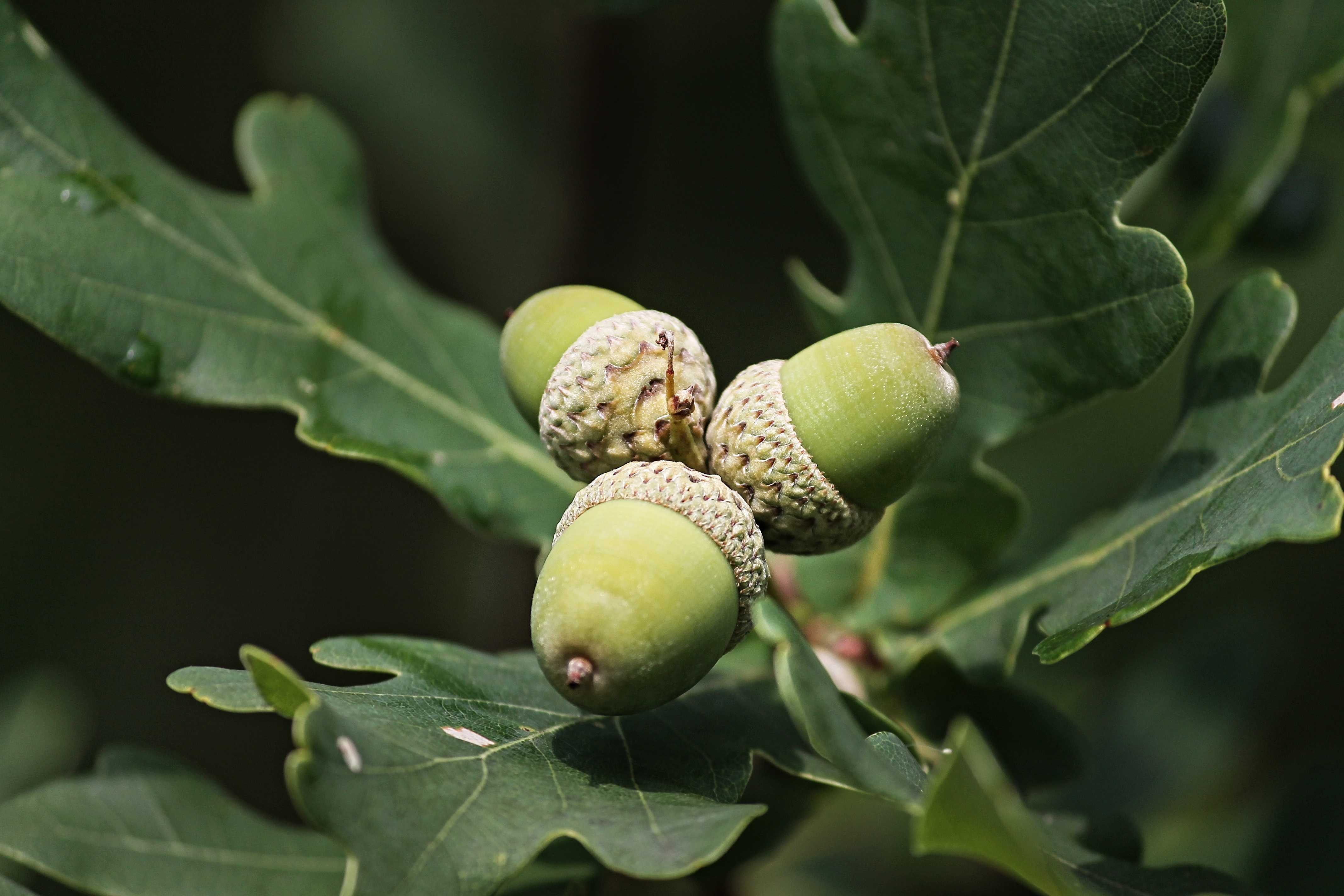 Quercus Robur семена
