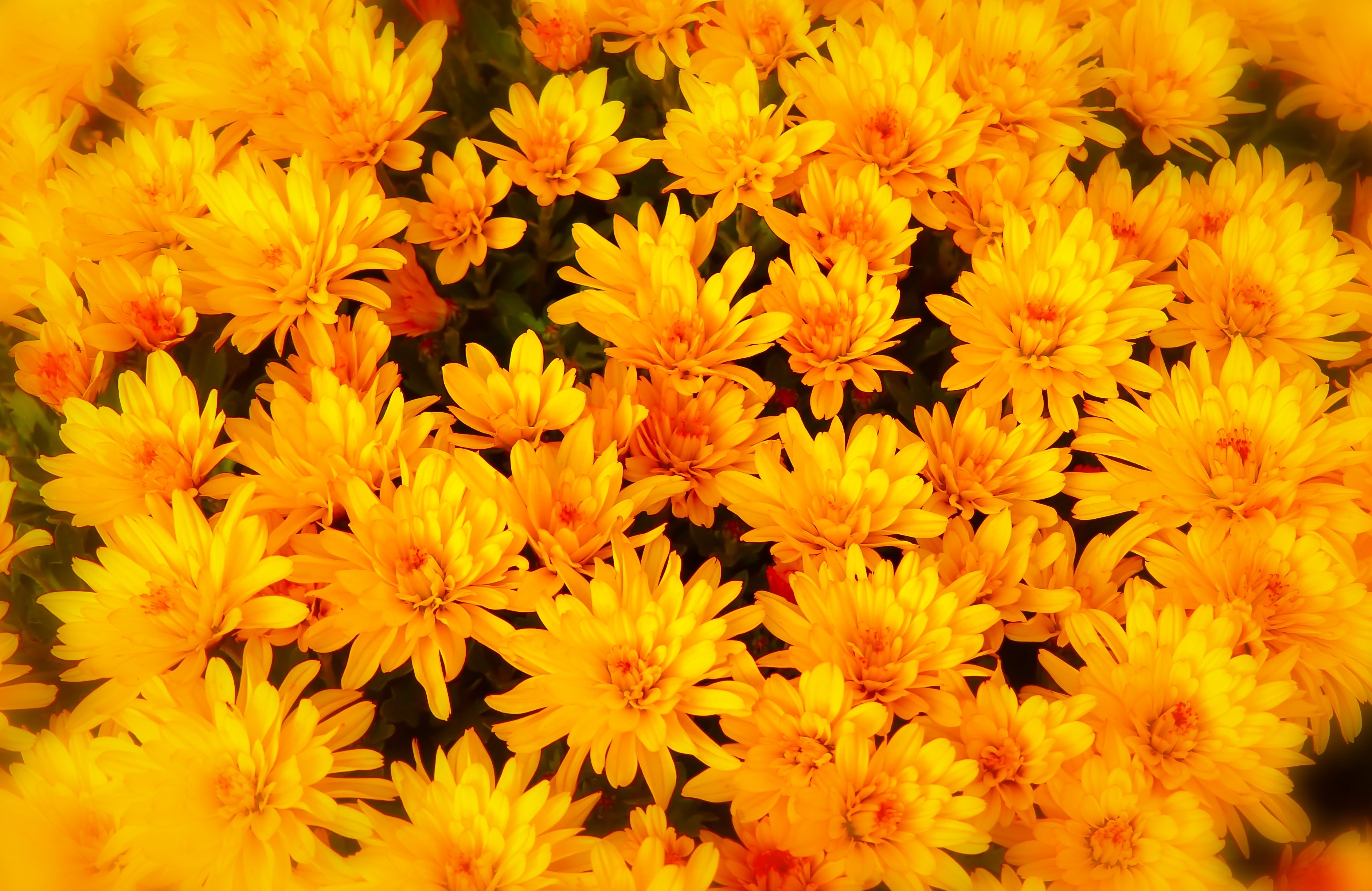Желтые осенние цветы