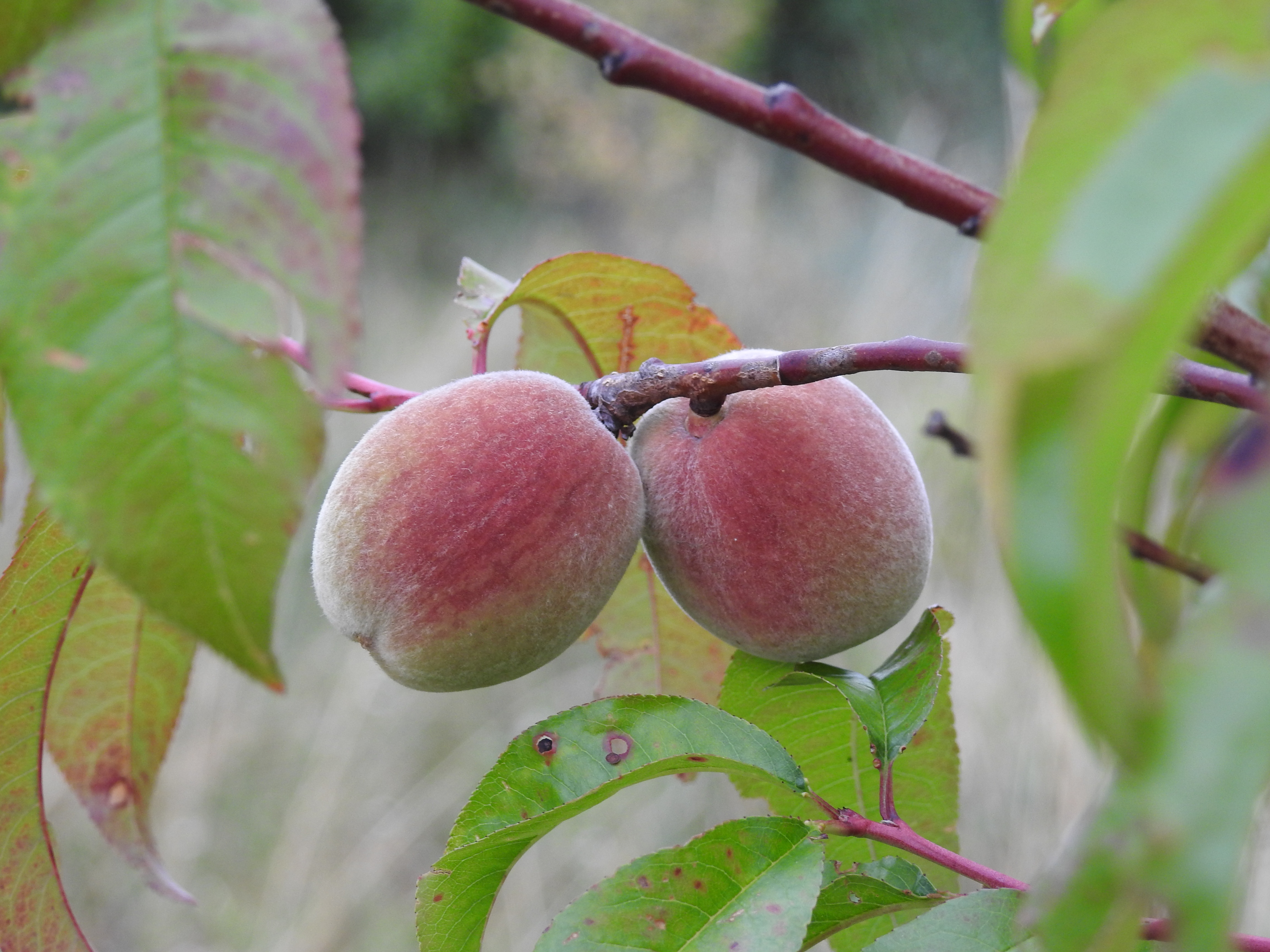 Природа персик