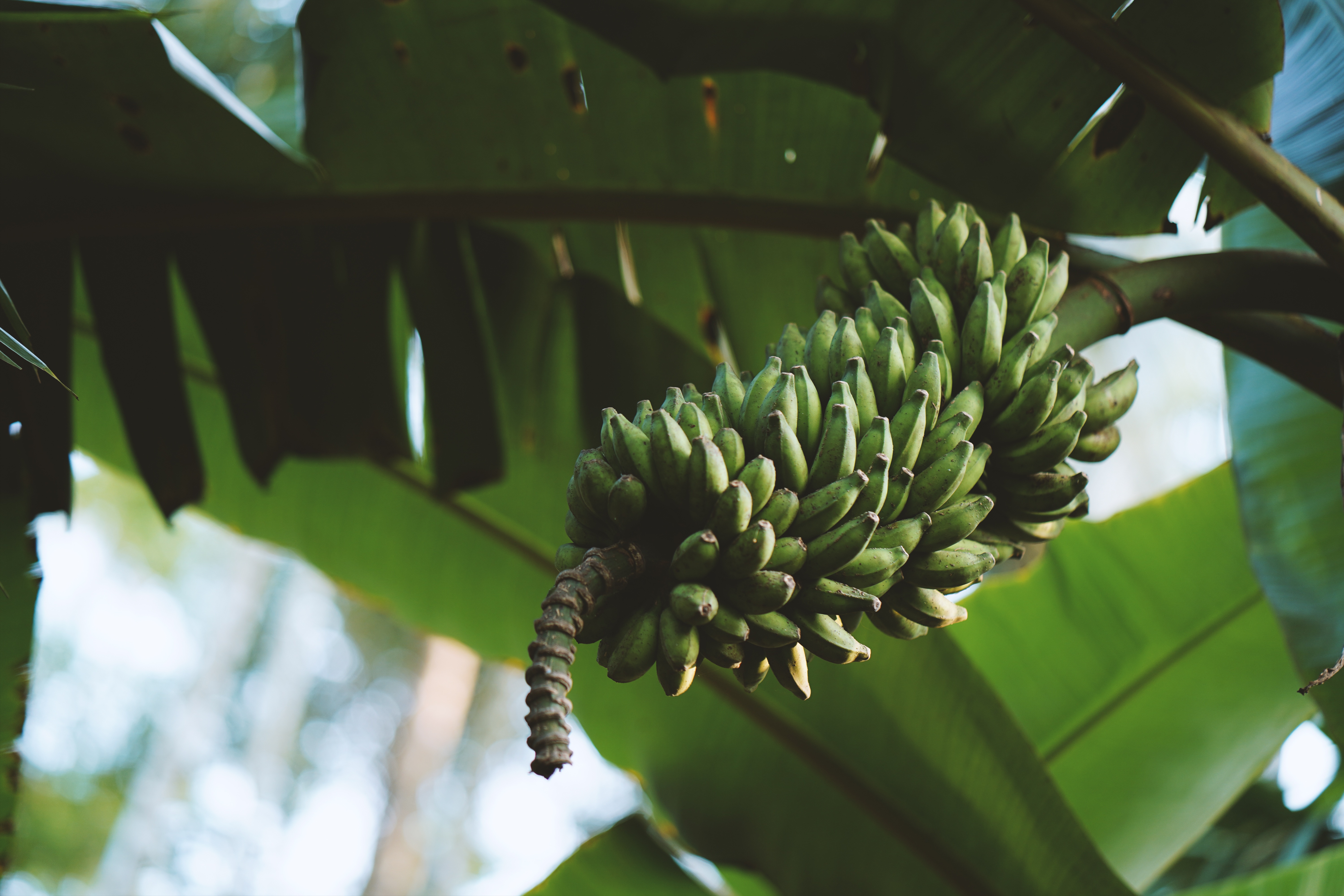 Банан дерево листья