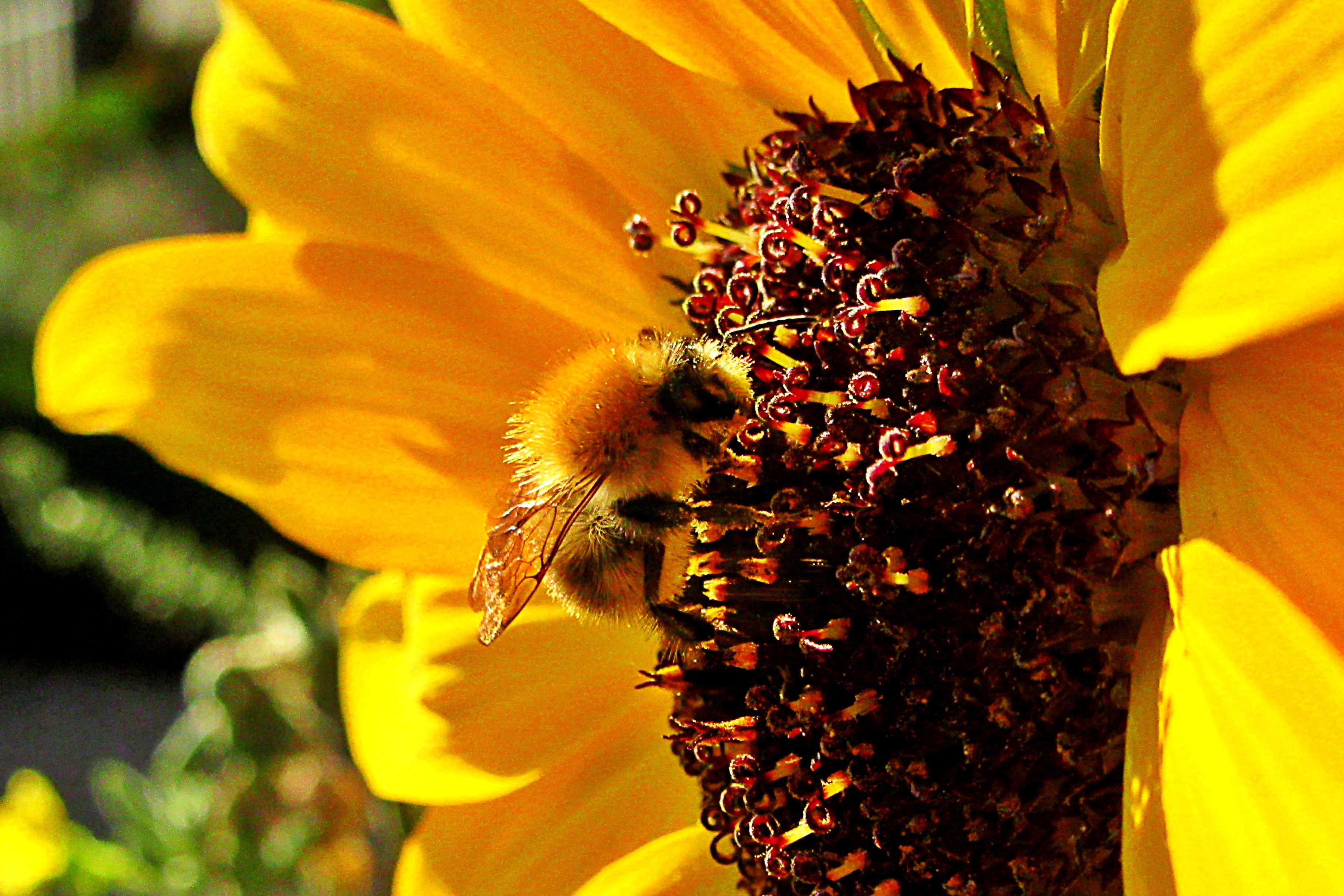 Sunflower and Bee close-up on blurred background picture with tags: sunflow...
