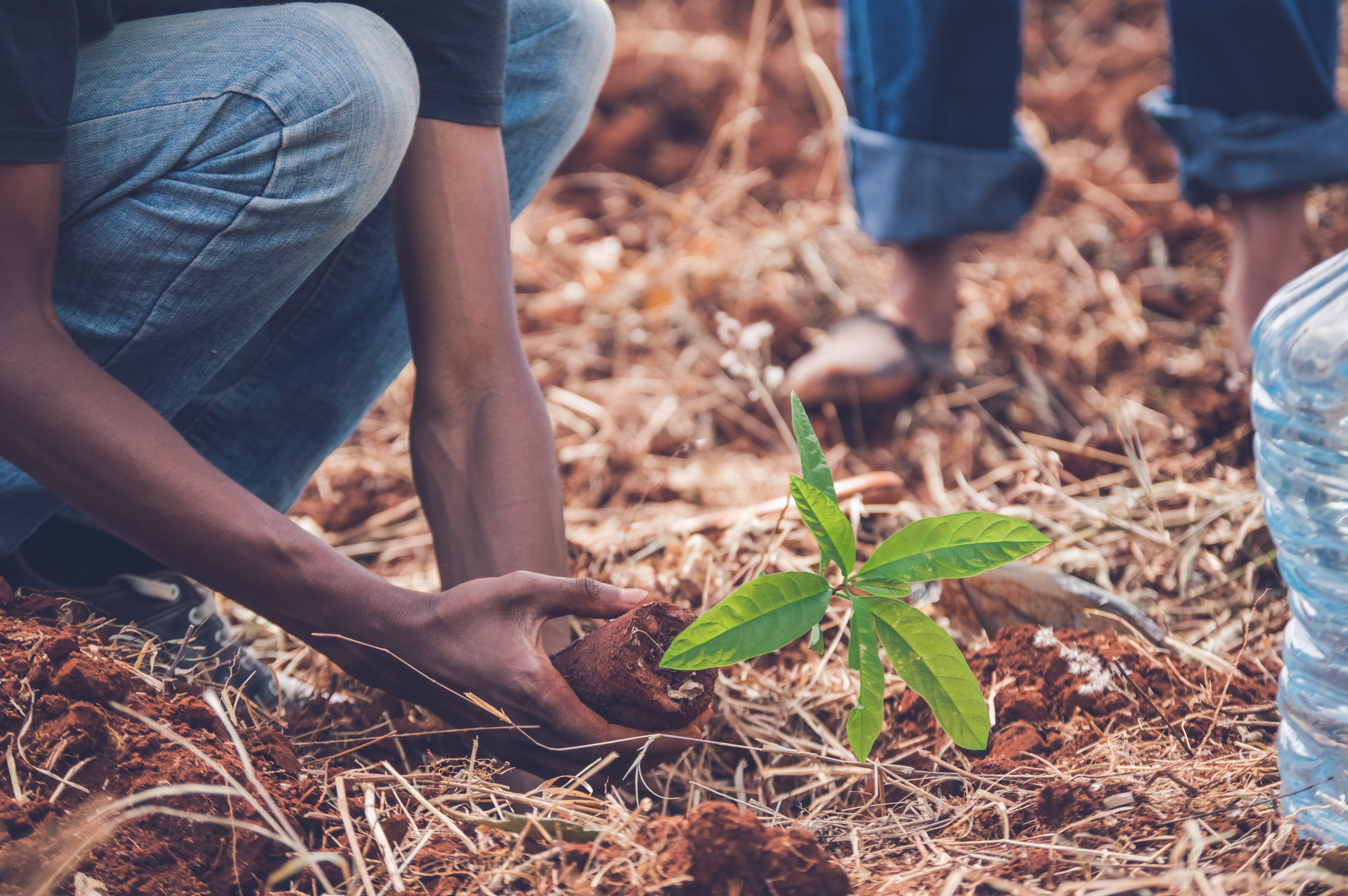 Planting trees. Лесовосстановление. Природа посадка. Выращивание природы. День посадки деревьев в Кении.