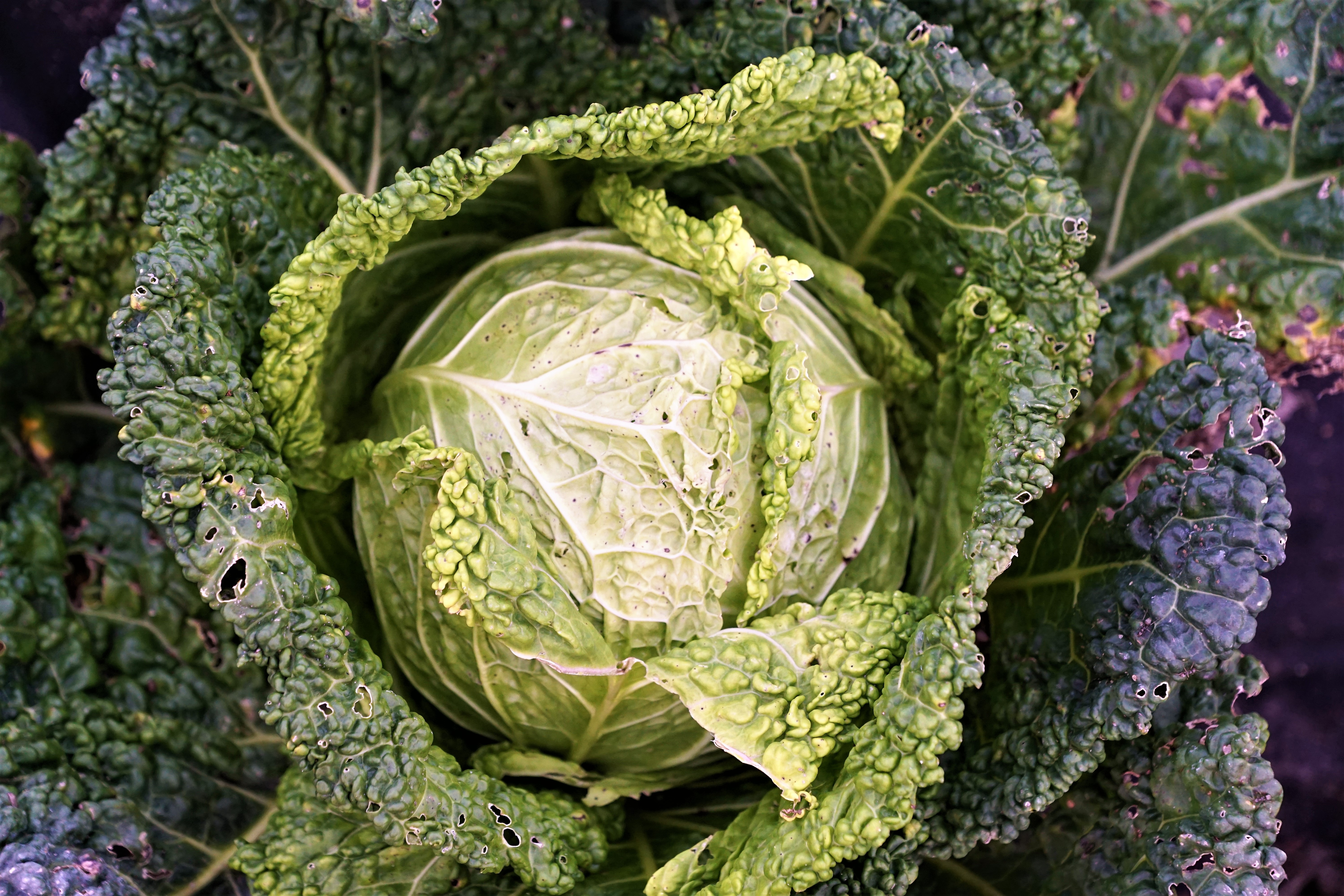Зеленая капуста. Капуста лактуарская. Капуста JAROMA Kohl. Kale Cabbage. Cabbage Cauliflower Kale.