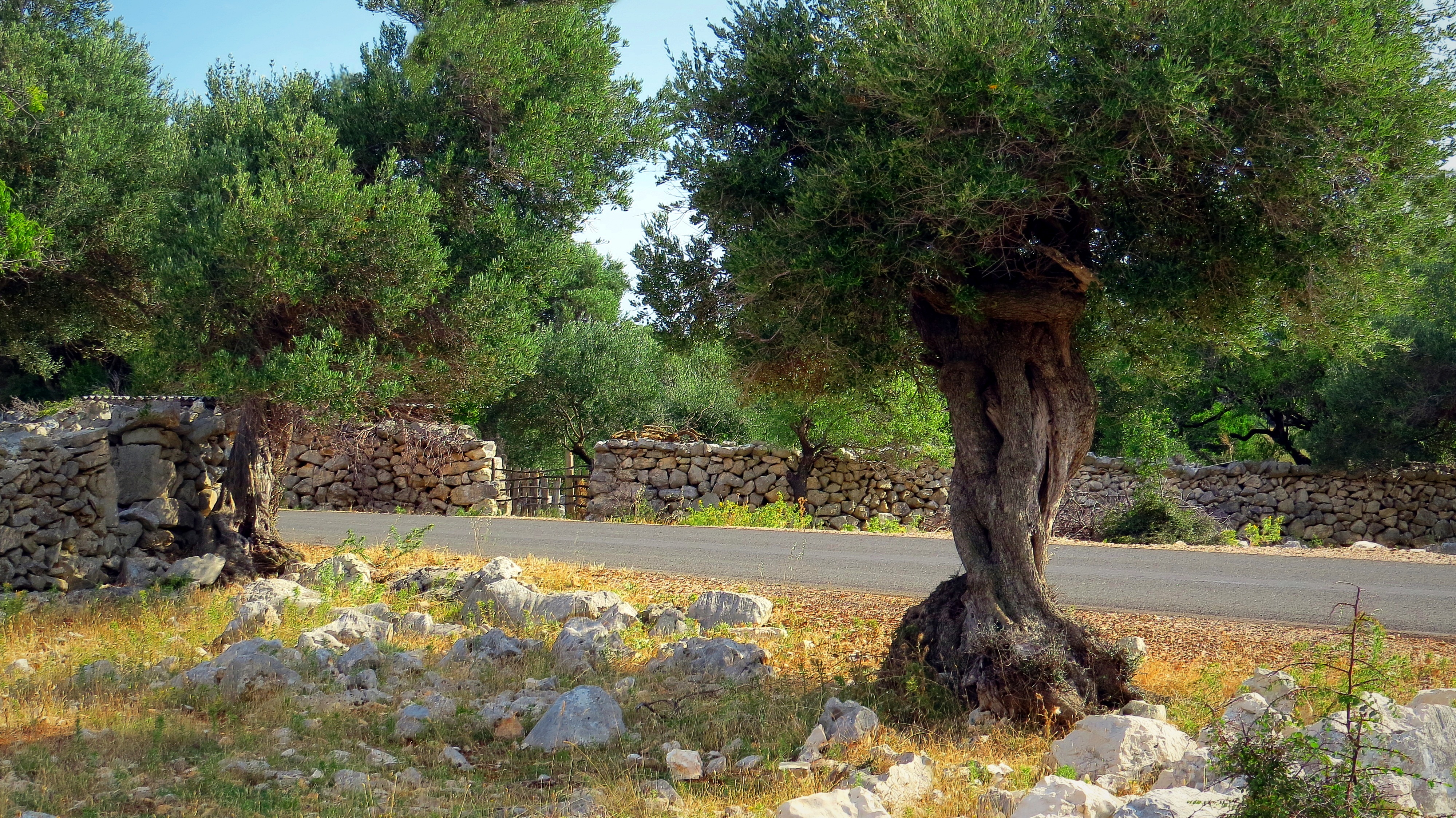 Деревья в греции