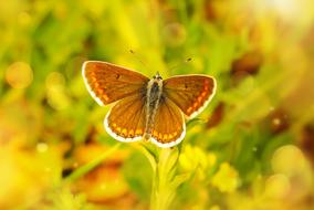 Polyommatus Agestis Butterfly