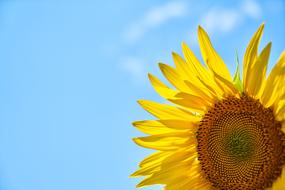 yellow sunflower against the blue sky in summer