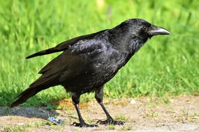 black crow close-up on blurred background