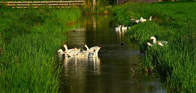 beautiful Goose Water Bird