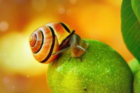 snail on green fruits on blurred background