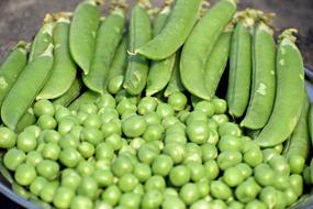 pea sprouts