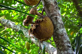 Jackfruit Tropical