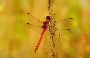 red dragonfly on marsh grass close-up on blurred background