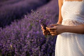 appetizing Lavender Nature Flowers