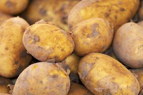 splendid Potato New Crop