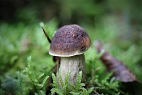 Mushroom Forest and Moss
