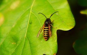 Saxon wasp on green leaf close up on blurred background