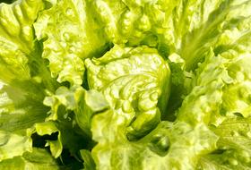 appetizing Lettuce Green Leaves close-up