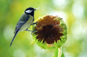 Tit Food