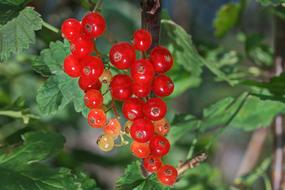 macro photo of red currant on a branch